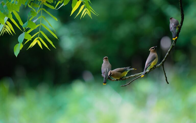 Beginner Tips for Backyard Birdwatching: A Simple Guide